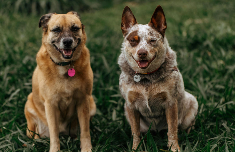 For Dogs