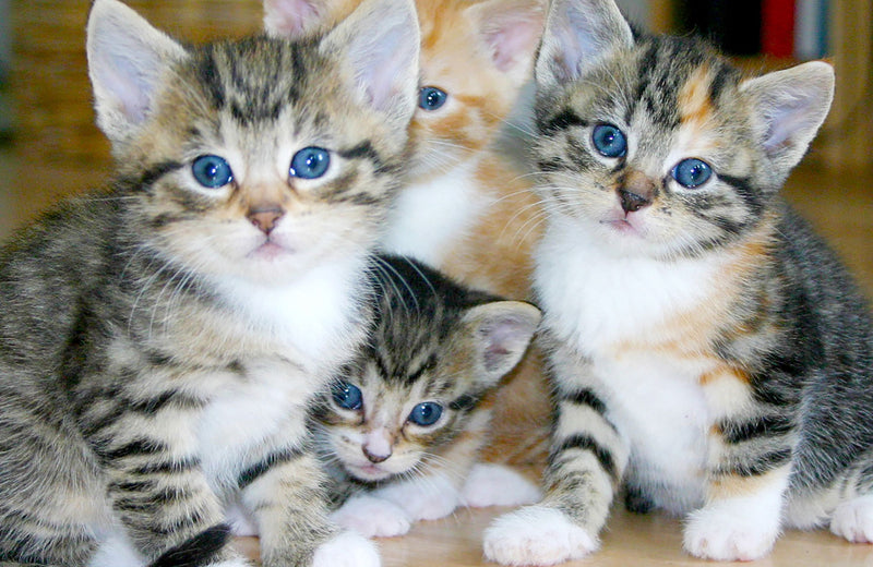 For Cats