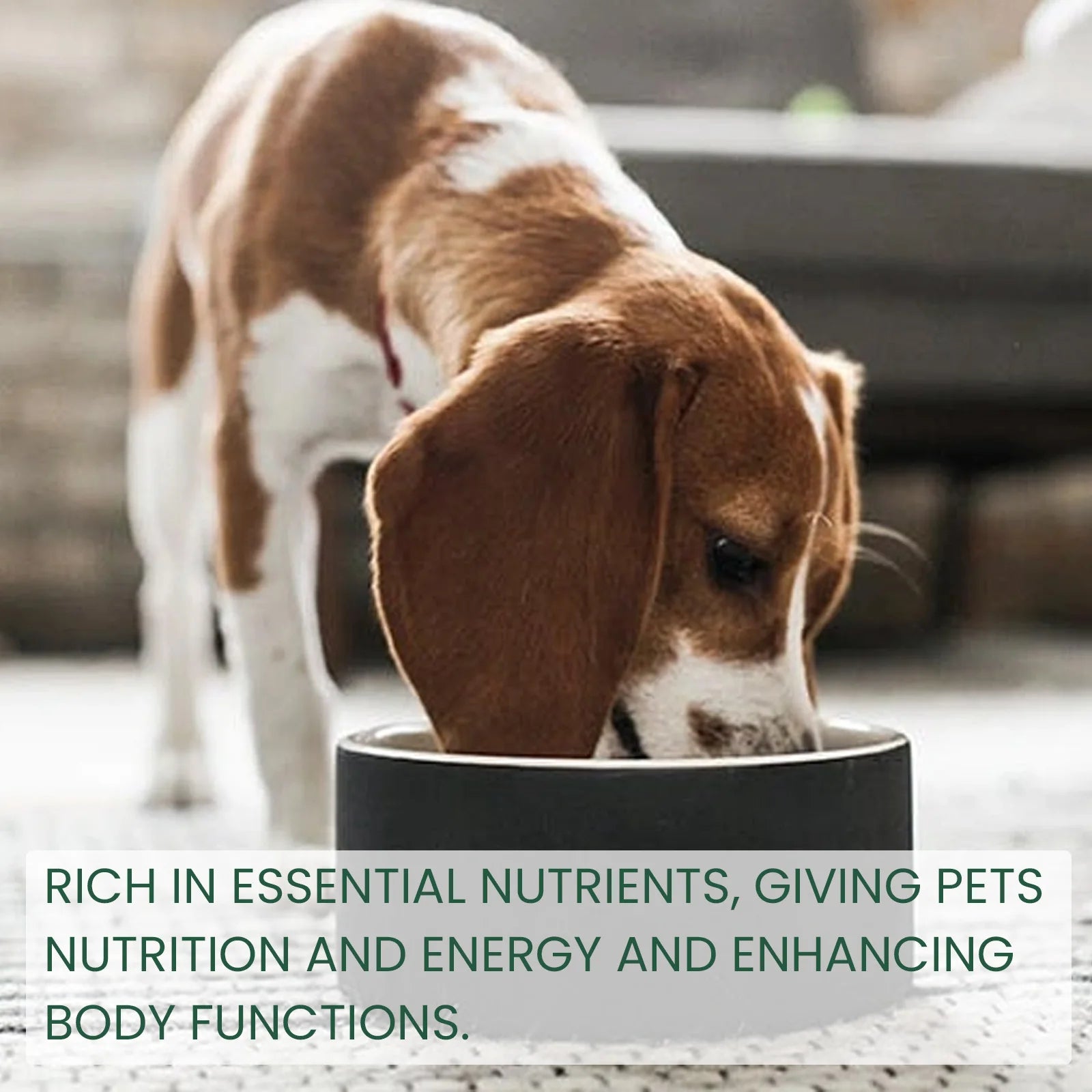 PAWZA™ BioGuard Probiotic Drops
